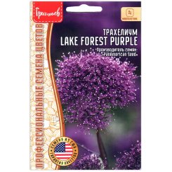 Трахелиум Lake forest purple
