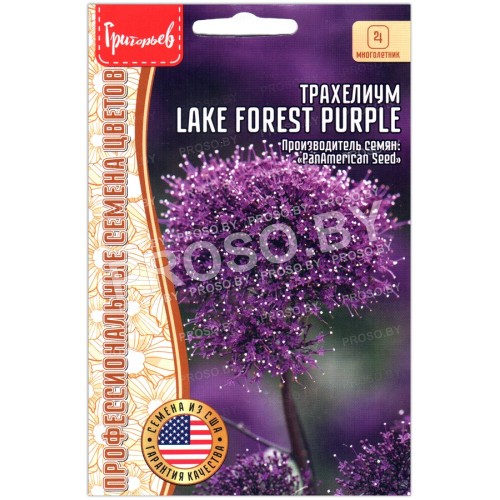 Трахелиум Lake forest purple
