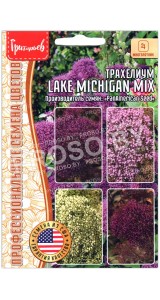 Трахелиум Lake michigan mix