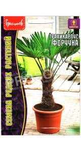 Трахикарпус Форчуна