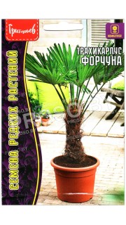 Трахикарпус Форчуна