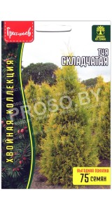 Туя Складчатая
