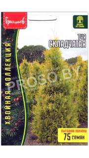 Туя Складчатая