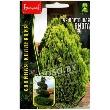 Туя восточная Биота