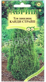Туя западная Канди страйп