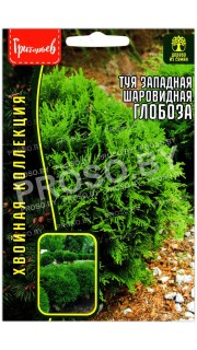 Туя западная шаровидная Глобоза