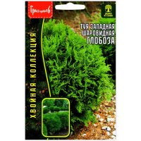 Туя западная шаровидная Глобоза