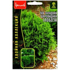 Туя западная шаровидная Глобоза