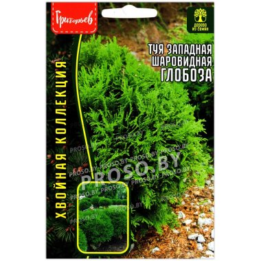 Туя западная шаровидная Глобоза