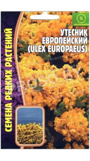 Утесник Европейский