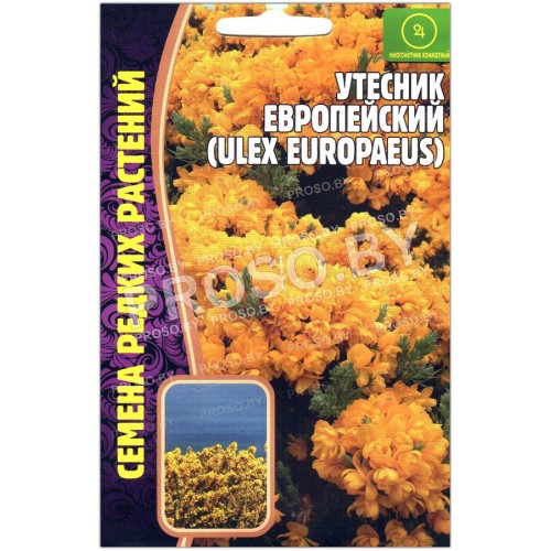 Утесник Европейский