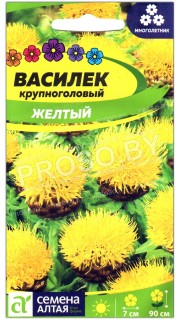 Василек крупноголовый Желтый