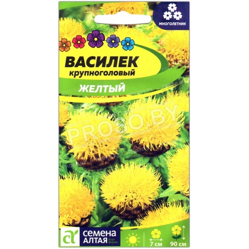 Василек крупноголовый Желтый