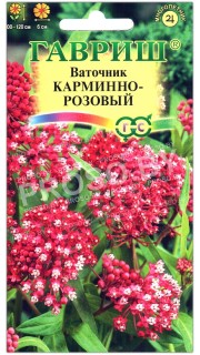 Ваточник Карминно-розовый