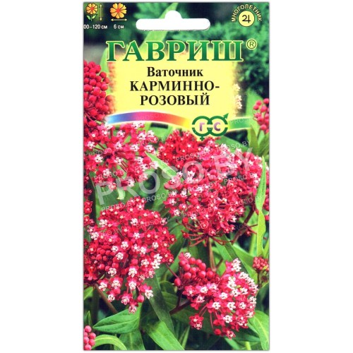 Ваточник Карминно-розовый