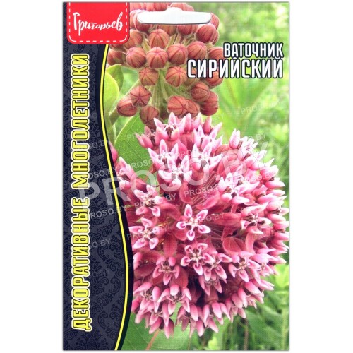 Ваточник Сирийский
