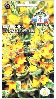 Вербейник Златовласка