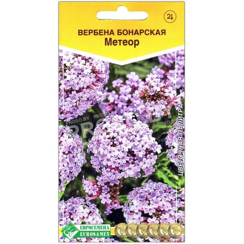 Вербена бонарская Метеор