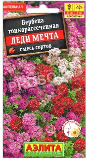 Вербена Леди мечта, смесь