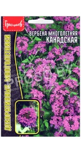 Вербена многолетняя Канадская