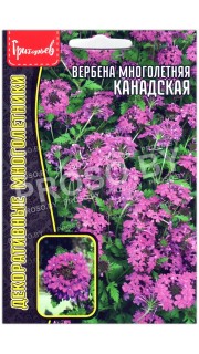 Вербена многолетняя Канадская