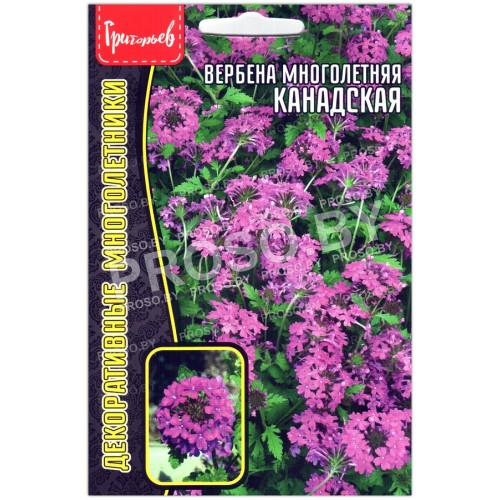 Вербена многолетняя Канадская