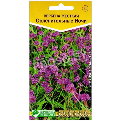 Вербена жестская Ослепительные ночи