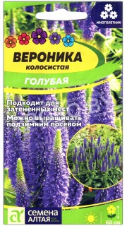 Вероника колосистая Голубая