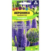 Вероника колосистая Голубая