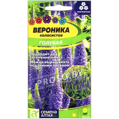 Вероника колосистая Голубая