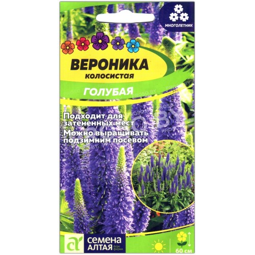 Вероника колосистая Голубая