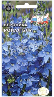 Вероника Ройал блу