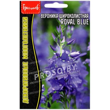 Вероника широколистная Royal Blue