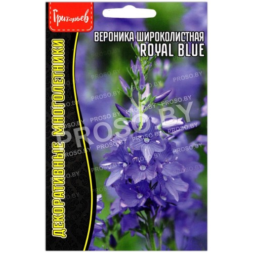 Вероника широколистная Royal Blue