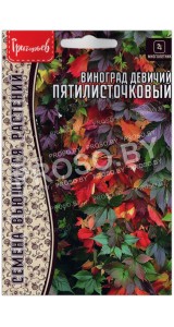 Виноград девичий Пятилисточковый