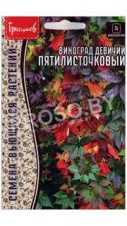 Виноград девичий Пятилисточковый
