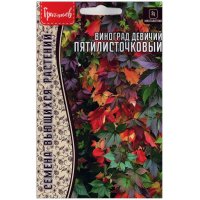 Виноград девичий Пятилисточковый