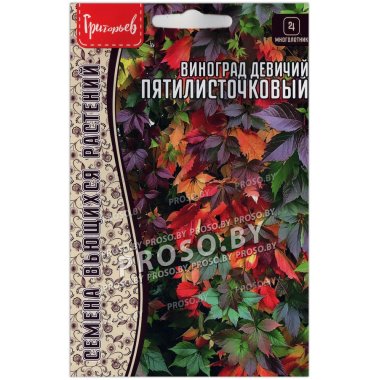 Виноград девичий Пятилисточковый