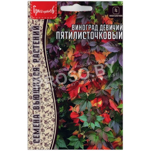 Виноград девичий Пятилисточковый