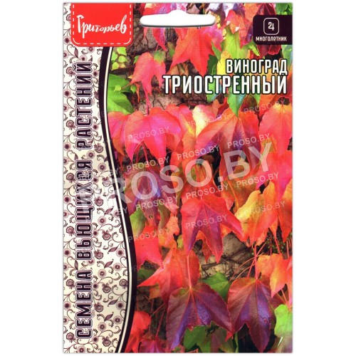 Виноград Триостренный