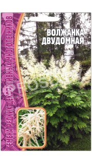 Волжанка Двудомная