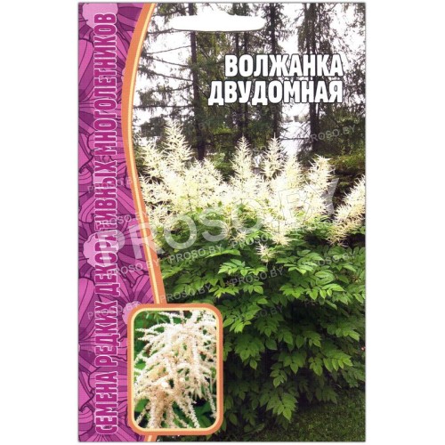 Волжанка Двудомная