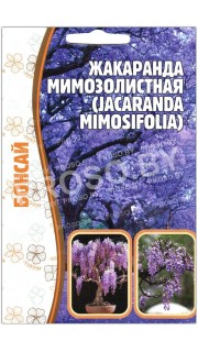 Жакаранда Мимозолистная