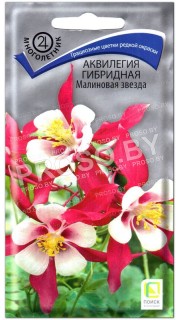 Аквилегия гибридная Малиновая звезда