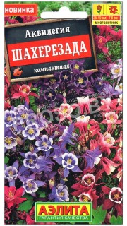 Аквилегия Шахерезада
