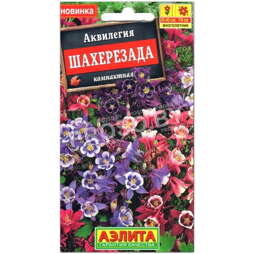 Аквилегия Шахерезада