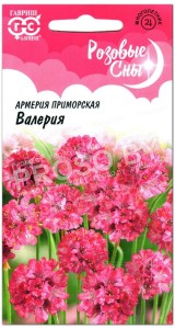 Армерия приморская Валерия