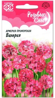 Армерия приморская Валерия