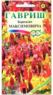 Бересклет Максимовича