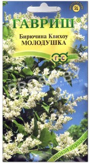 Бирючина Квихоу Молодушка